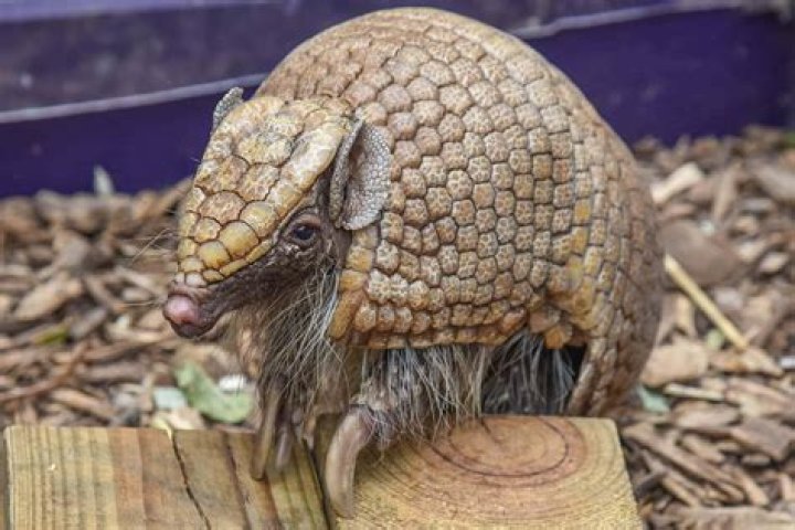 Were do armadillos live?
