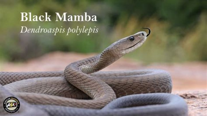 Were do black mambas live?