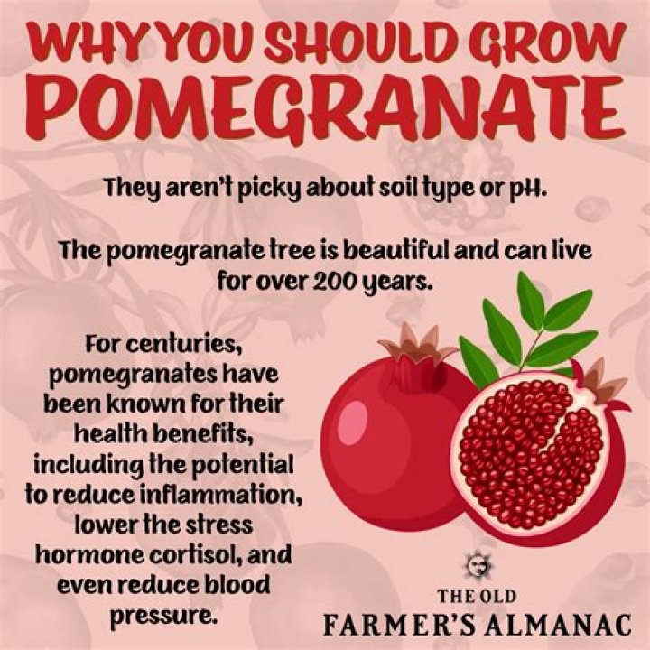 Were do pomegranate come from?