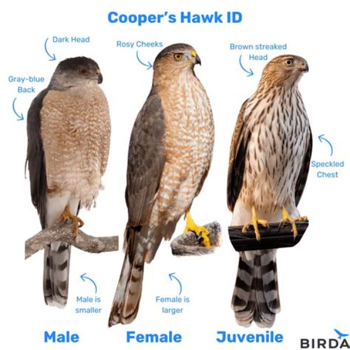 Were do red tailed hawks live?