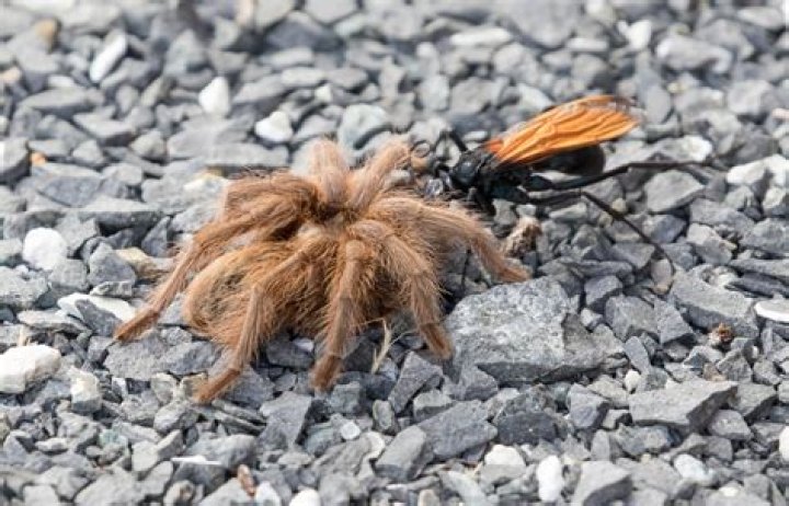 Were do tarantula hawks live?