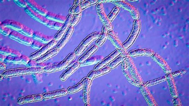 Were is anthrax found?