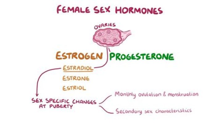 Were is oestrogen produced?