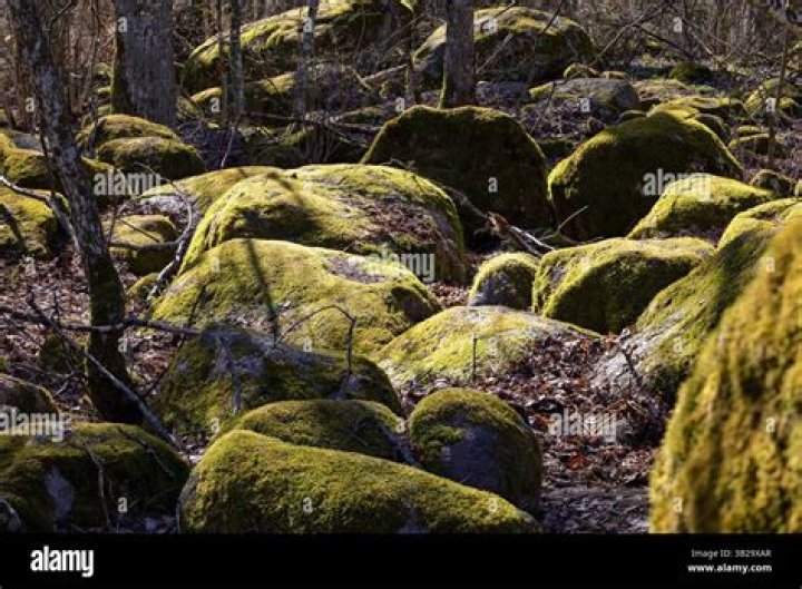 What a strange moss covered rock?