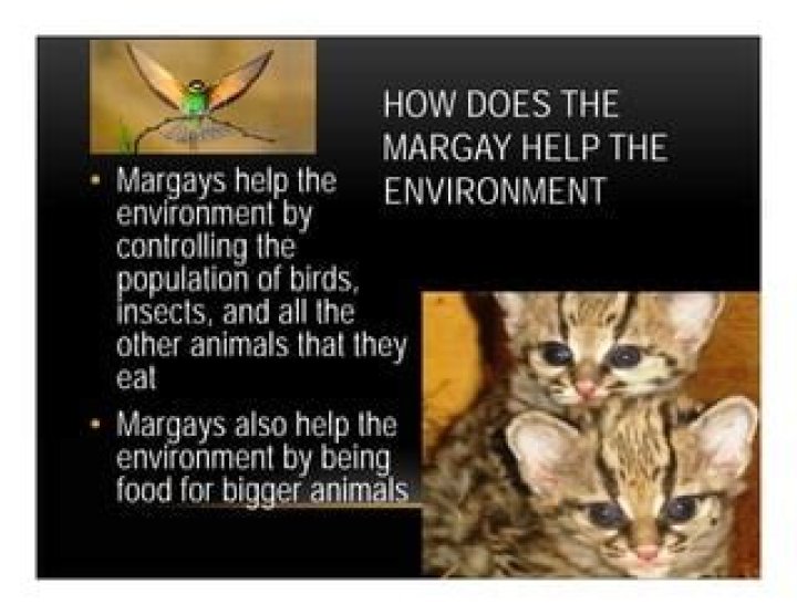 What animals eat margays?