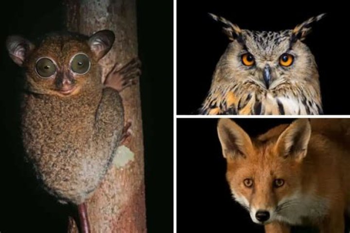 What animals use nocturnal?