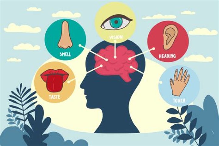 What are all the senses?