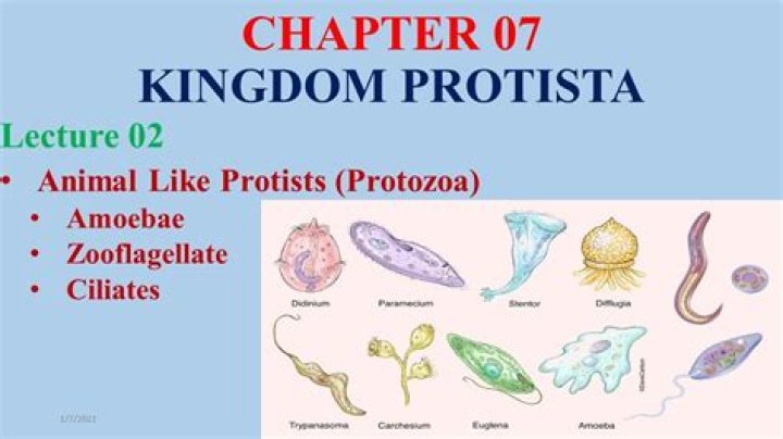 What are animal like protist known as?