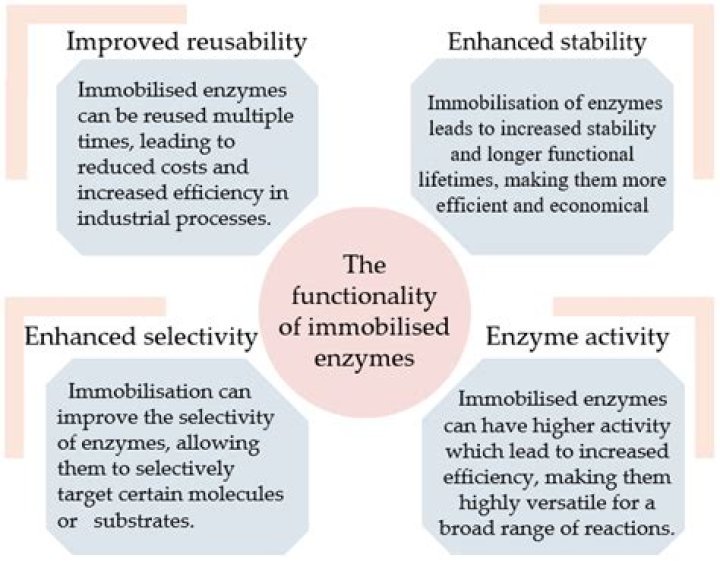 What are immobilised enzymes used for?