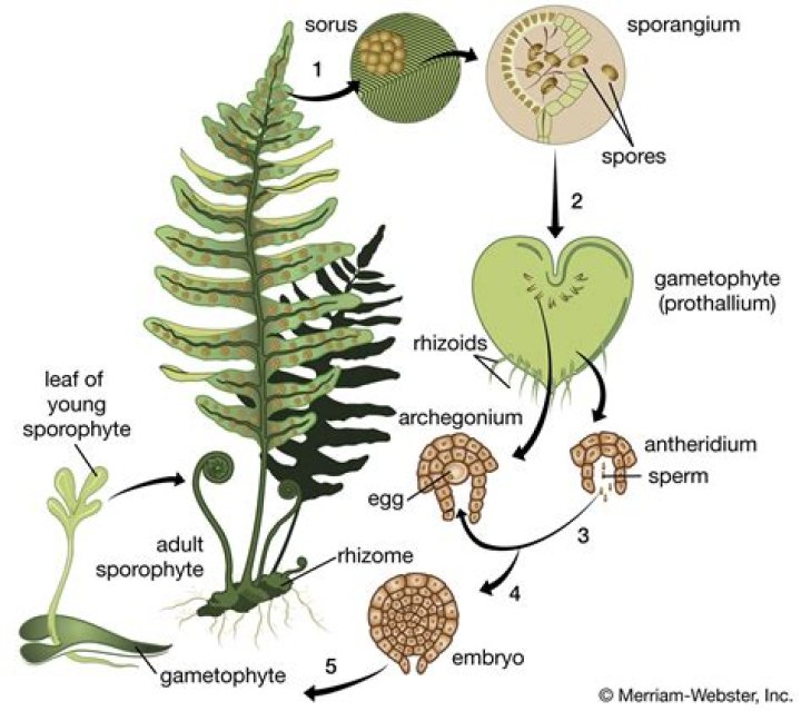 What are leptosporangiate ferns?