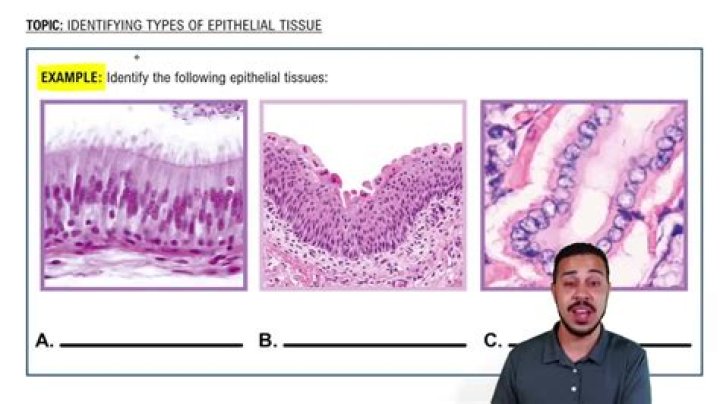 What are the 3 types of epithelial tissue?