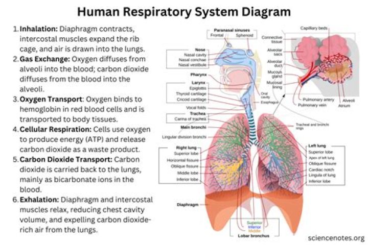 What are the 4 main function of the respiratory system?