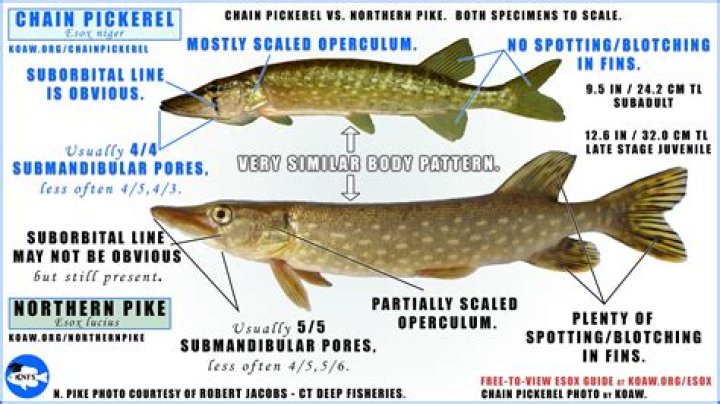 What are the differences between the four racial T3 Cruisers?