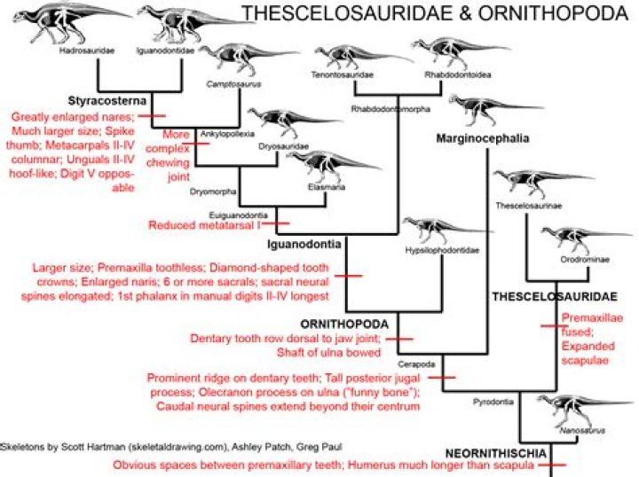What are the major divisions of ornithopoda?