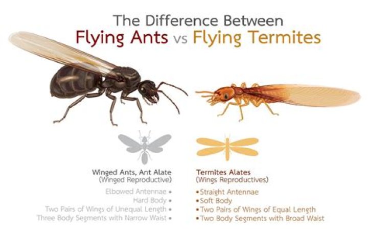 What are the winged fire ants?