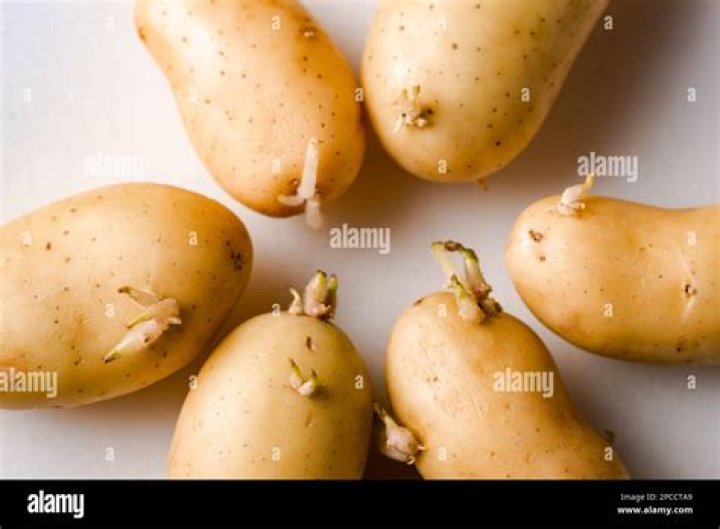 What are tubers in potatoes?
