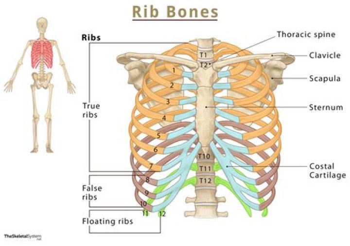 What body parts are under the ribs?