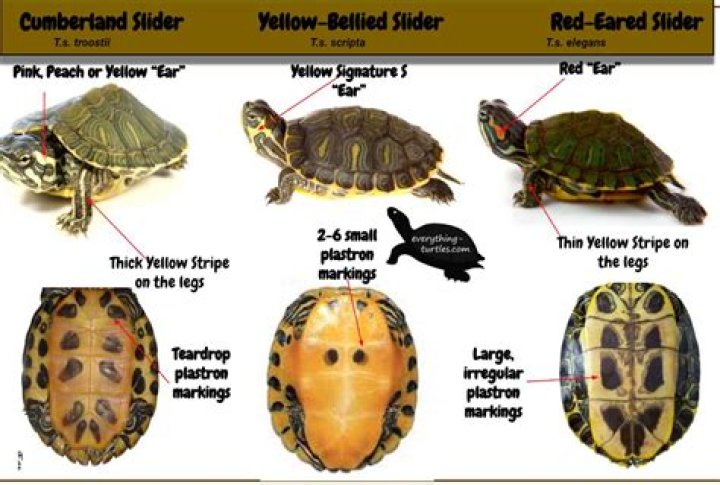 What can yellow bellied sliders eat?