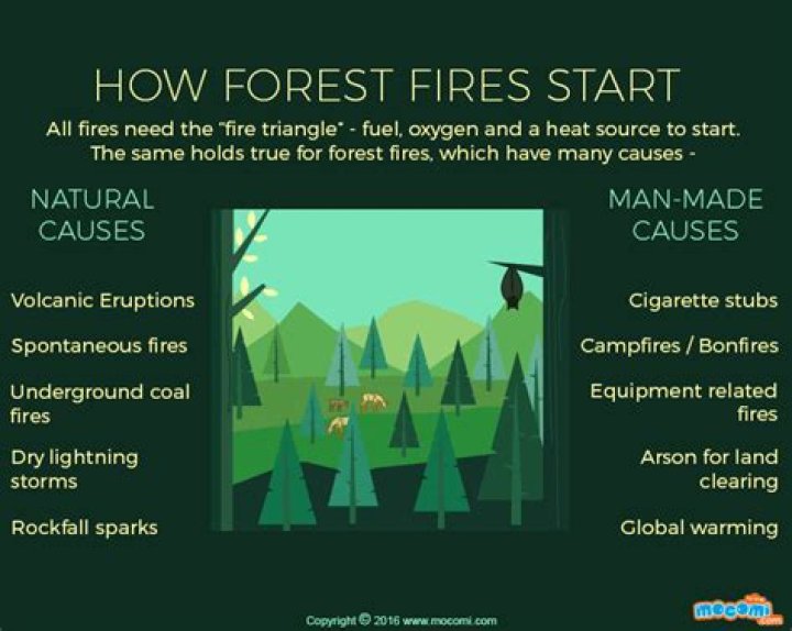What causes forest fires?