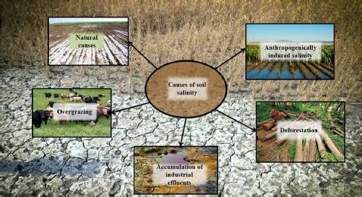 What causes soil salinization?