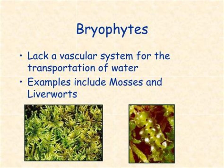What do bryophytes lack?