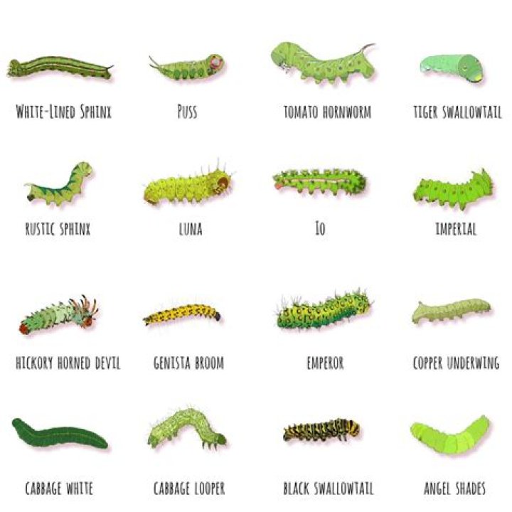 What do cabbage worm caterpillars eat?
