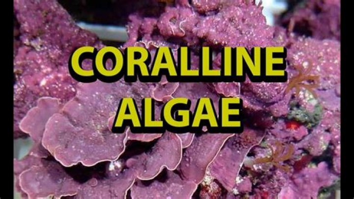 What do coralline algae eat?