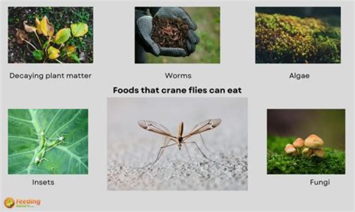 What do crane fly eat?