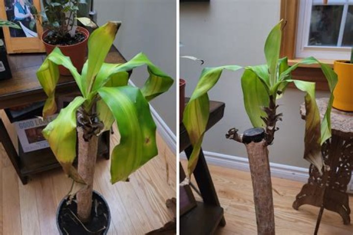 What do I do with these "Omni Plants"?