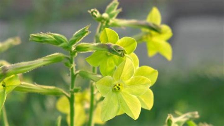 What do nicotiana plants look like?