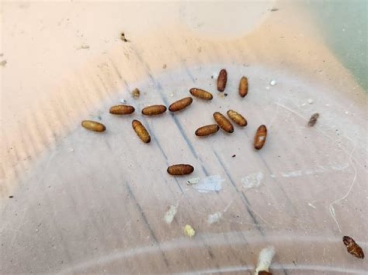 What do pickleworm eggs look like?