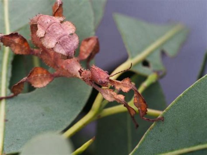 What do spiny leaf insects eat?