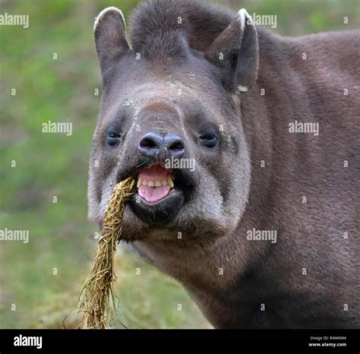 What do tapirs eat?