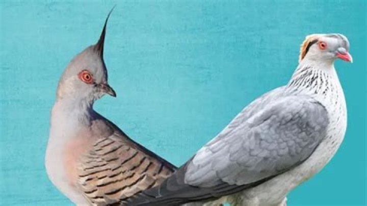 What do top knot pigeons eat?