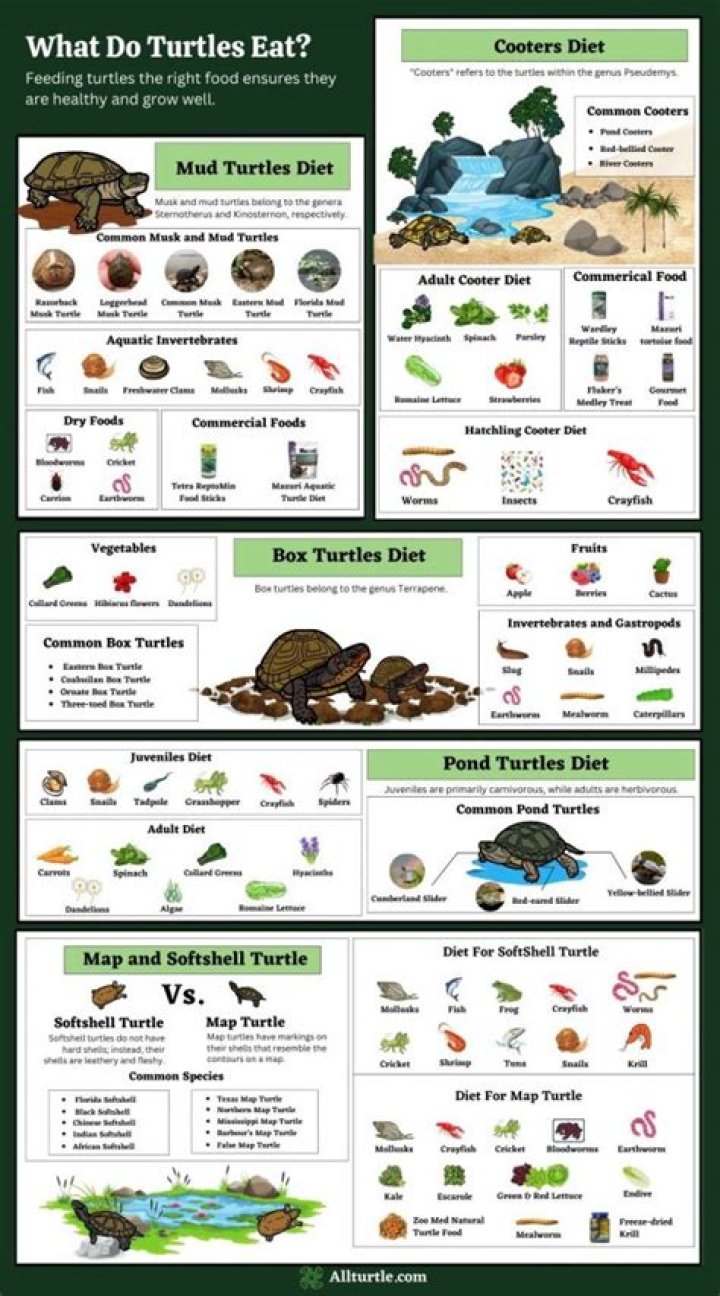 What do turtles eat at home?