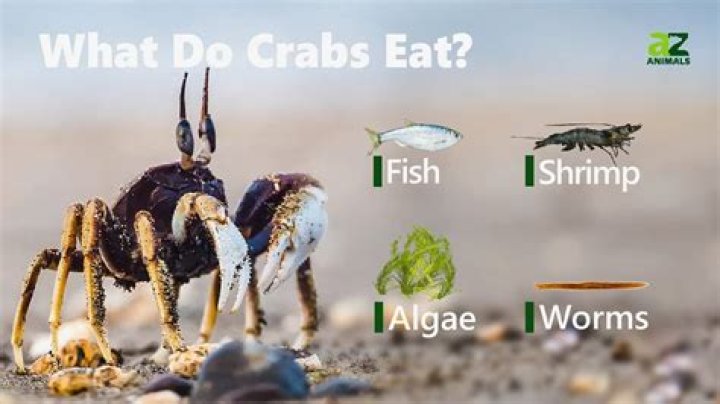 What does a crab eat?