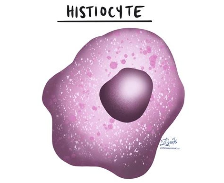 What does a histiocyte do?