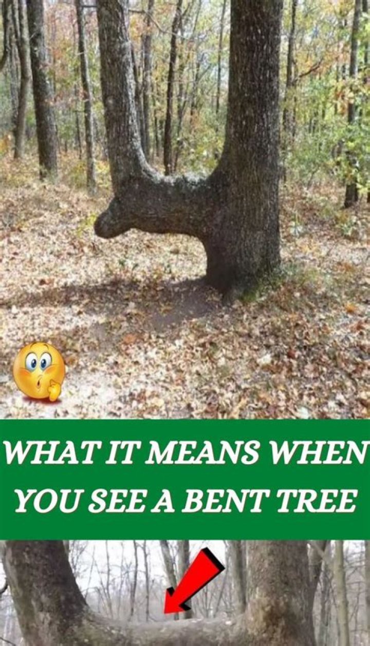 What does bent tree mean?