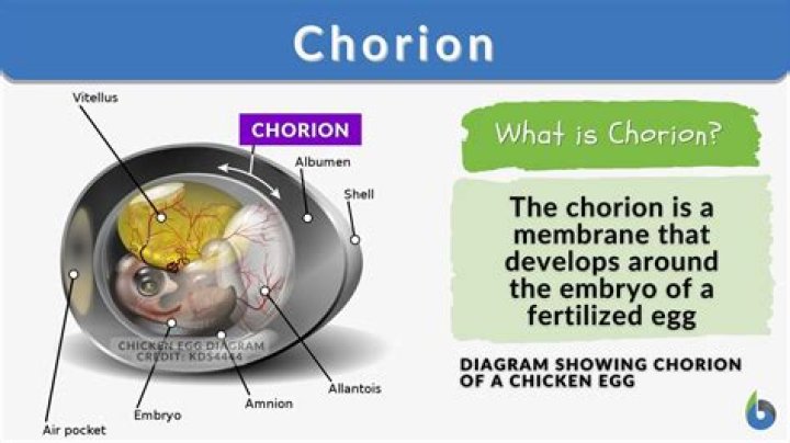 What does chorions mean?