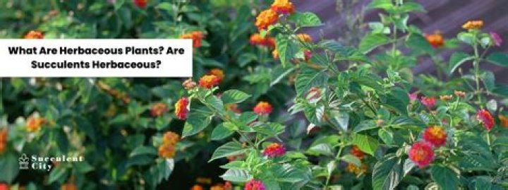 What does herbaceous mean?