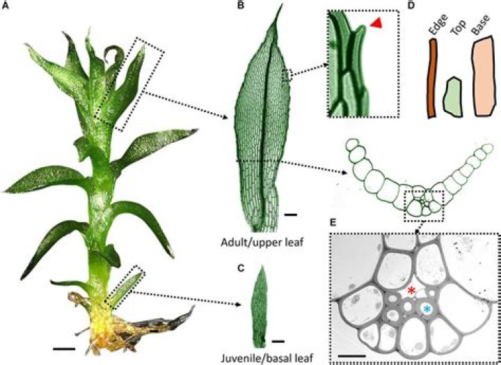 What does hydrocotyle look like?