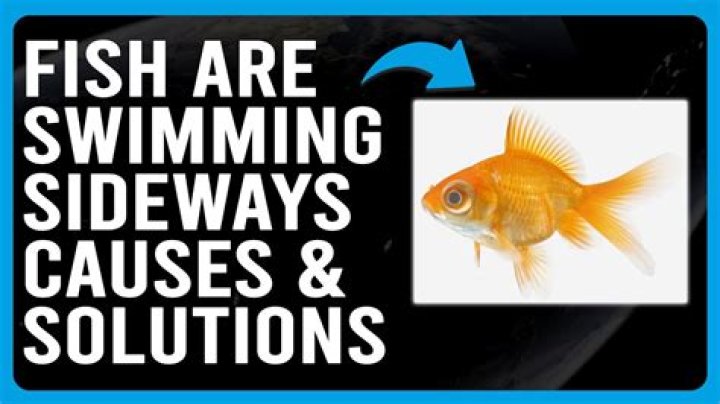 What does it mean when a fish swims sideways?