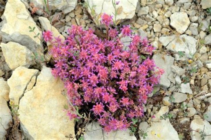 What does lithophytic mean?