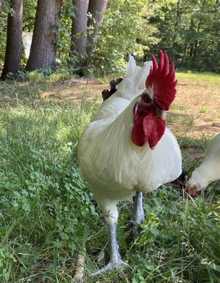What does pastured chicken mean?