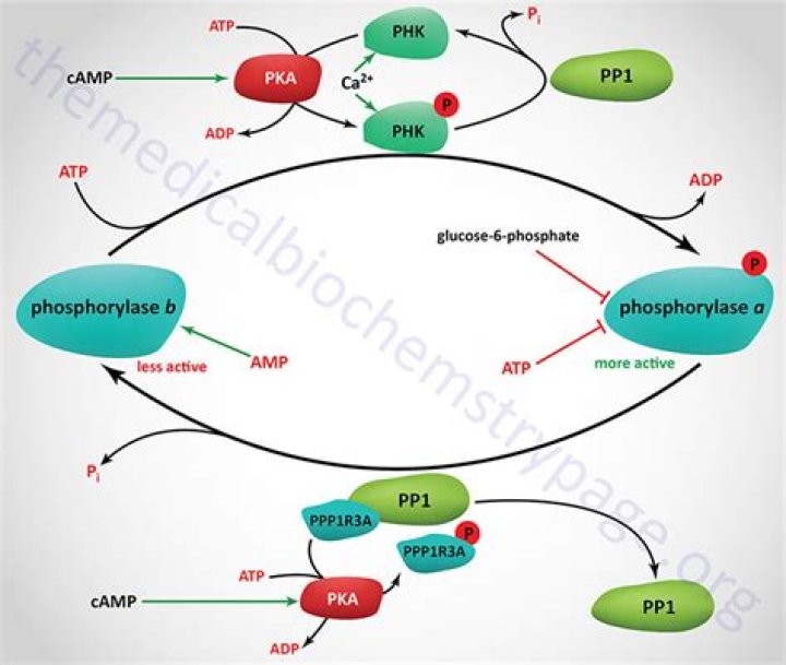 What does phosphorylase b kinase mean?