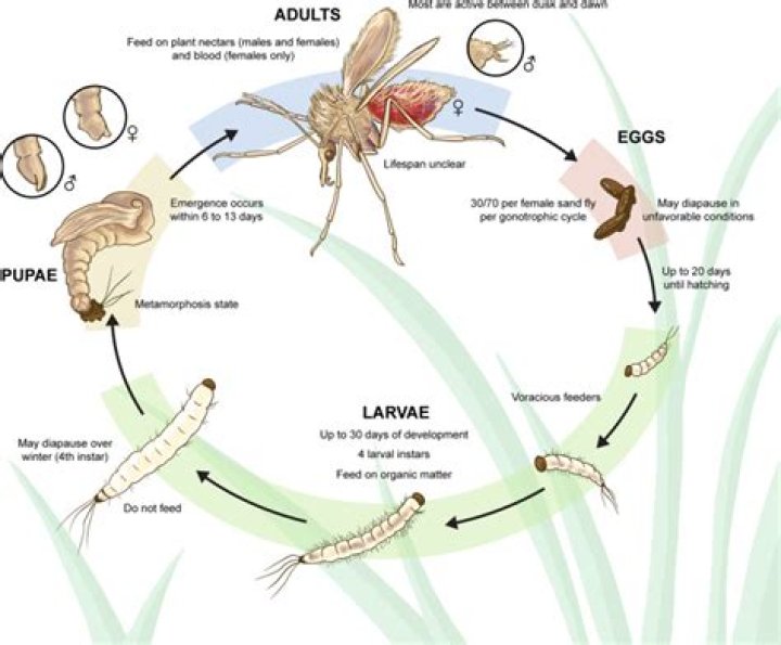 What does stomodeal mean?