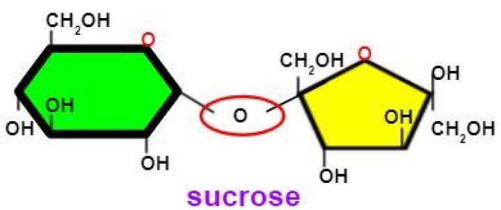 What does sucrose do?