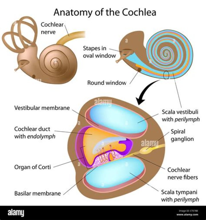 What does the cochlea do?