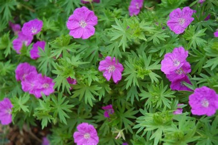 What does the cranesbill plant look like?