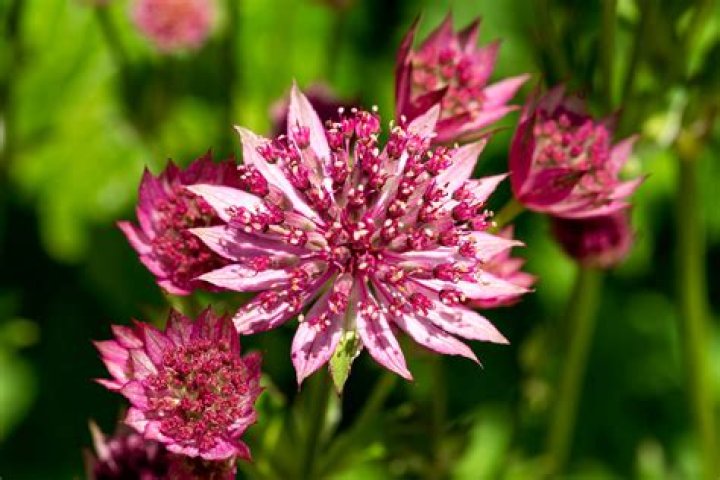 What does the masterwort plant look like?